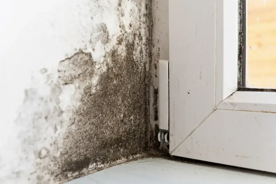 Irving’s Trusted Local Water Extraction &amp; Damage Mitigation Team — Irving, TX